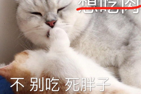 我的猫受伤了绝食了，该怎么护理和喂食？
