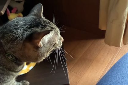 急！猫受伤后拒食怎么办？实用护理技巧分享