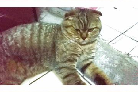 猫咪绝食的5大原因，你家猫咪中招了吗？