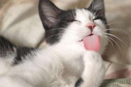 猫咪绝食了代表什么？这五大原因你必须知道！