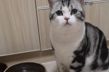猫咪会因为想主人而绝食致死吗？科学解读猫咪行为