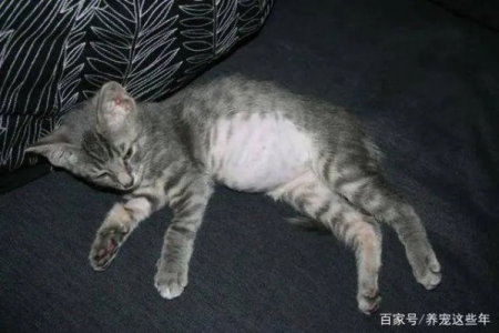 为什么猫咪肚子这么大？6个原因你需要知道