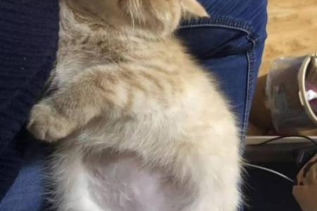 猫肚子大，除了腹水还有哪些可能性？宠物主人必看！