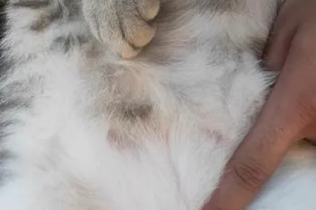 猫咪肚子硬邦邦的，是吃撑了还是生病了？