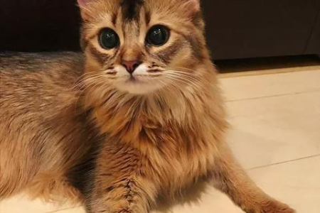 为什么我的猫会发出呼噜呼噜的声音？猫咪行为解读
