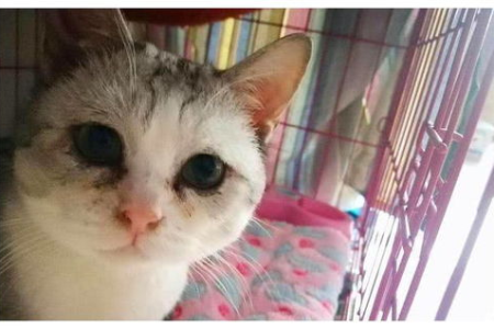 猫咪肚子胀大软绵绵，拒食厌食怎么办？警惕这些疾病！
