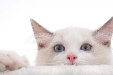 为什么我家猫呼噜声这么大？猫咪打呼噜的原因及解决方法