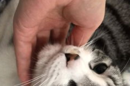 猫呼噜声像卡痰一样？别慌，先看看这些原因