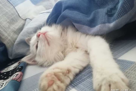 新来的猫一直呼噜呼噜，它在表达什么？