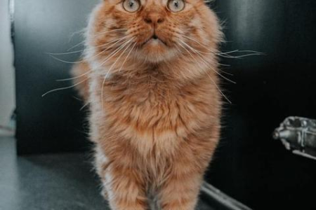 猫一天到晚呼噜呼噜，是幸福的表达还是求救信号？