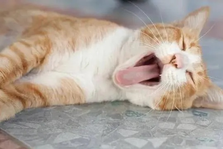 猫咪睡觉呼吸急促肚子起伏快，是生病了吗？