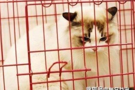 猫咪长时间关笼子里会怎样？笼养猫咪的坏处及解决方法