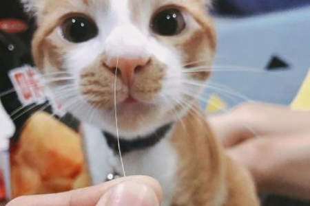 猫咪胡子的秘密：感知世界，辅助狩猎，表达情绪！