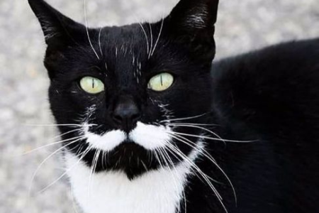猫的胡子可以剪吗？剪掉胡子猫咪会怎样？