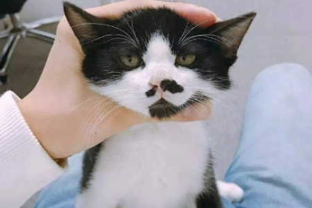 猫的胡子剪了会长出来吗？真相竟然是...