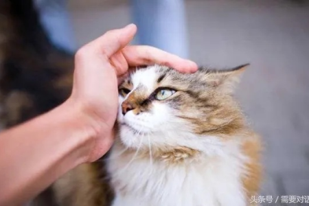猫喜欢跟什么样的人亲近？答案可能让你意外