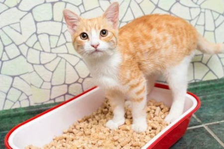 猫拉屎臭到怀疑人生？教你轻松解决猫屎臭难题！