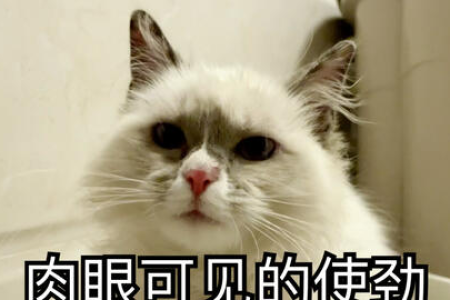 猫咪拉臭臭太臭了，是什么原因导致的？