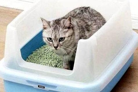 猫砂盆臭味怎么去除？简单方法解决猫屎臭味烦恼