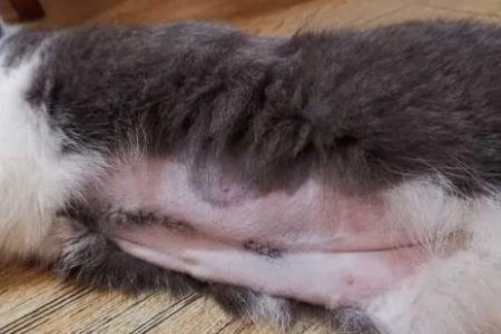 如何判断猫咪是否患有疝气？简单方法教你自查