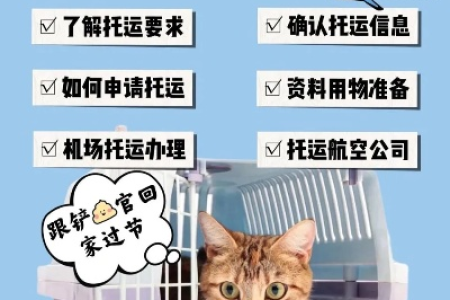 如何安全运输猫咪到异地？新手必看指南