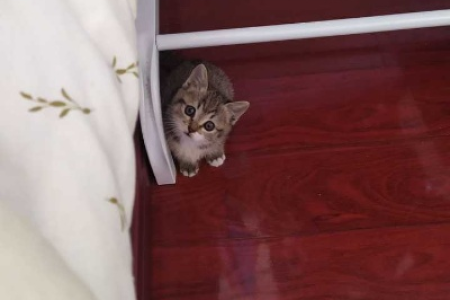 家里猫咪总是恩恩叫，是什么原因？