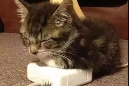 家猫冬天夜里叫个不停，你了解这些原因吗？