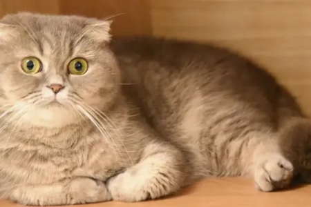 网红猫端午是什么品种？揭秘端午猫的真实血统