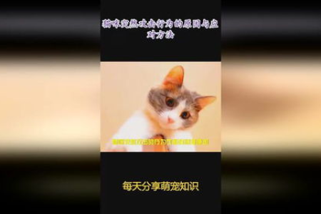 我的猫咪总是背拱起来是怎么回事？猫咪拱背的常见原因及应对方法