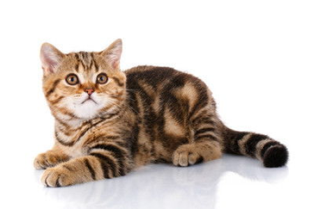 彻底赶走野猫的妙招：安全有效不伤猫