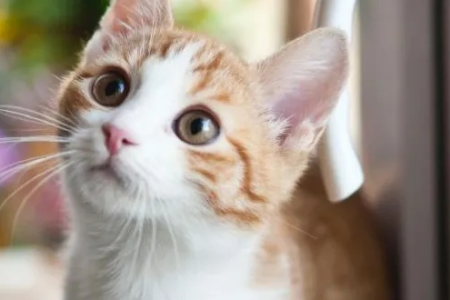 猫一个月发3次情正常吗？如何判断猫咪是否异常？