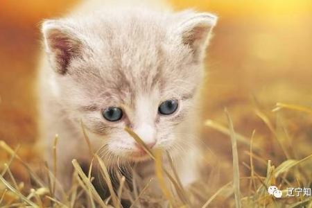 小猫大小便前为何叫？8个原因帮你解答猫咪的秘密