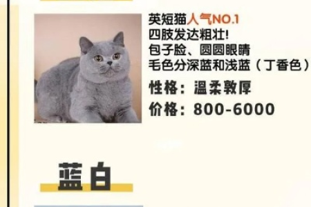 想买丁香色英短？价格和品相有啥关系？