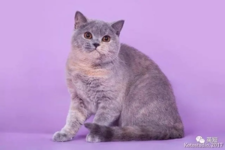 英国短毛猫颜色选择指南：这几种颜色最受宠！