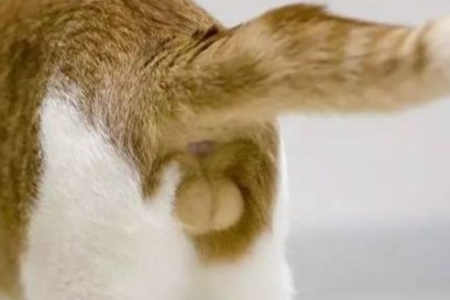 玩猫蛋蛋猫，是种什么体验？爱猫人士必看！