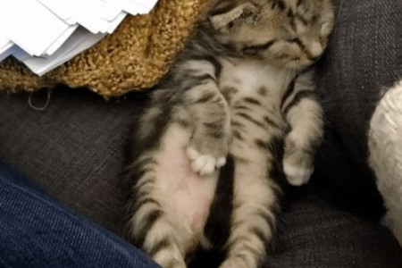 猫咪粘人有哪些行为表现？超全猫咪粘人行为大盘点！