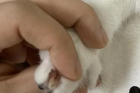 猫咪指甲成片状脱落正常吗？原因及处理方法