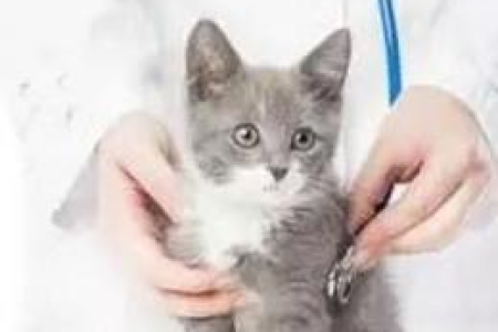 猫咪尿闭怎么办？治疗猫尿闭的最佳办法是什么？