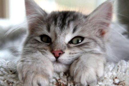 你不在家，猫咪想你吗？猫咪思念主人的6大表现