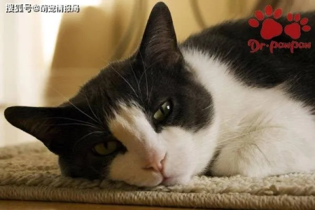 猫咪发情后没精神是生病了吗？铲屎官必看