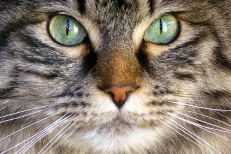 猫咪瞳孔缩成一条线代表什么？深度解析猫咪眼部变化