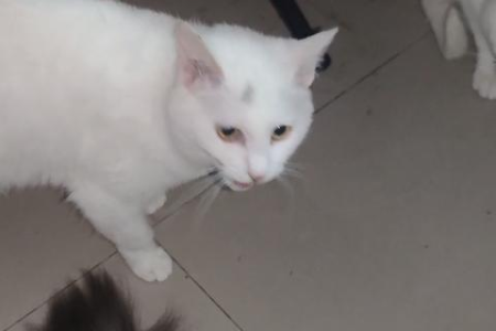 央视辟谣：怀孕期间可以养猫吗？真相来了！