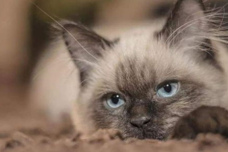猫咪吃饭总是流泪是怎么回事？猫咪吃东西流泪的真正原因