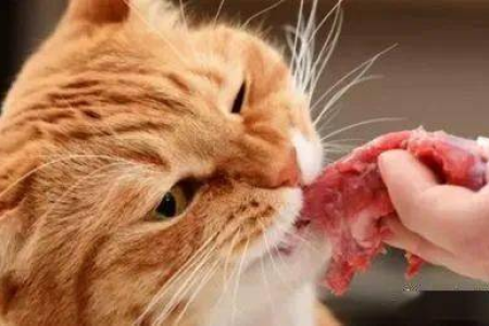 猫咪爱吃生肉？教你如何安全处理和喂食生肉
