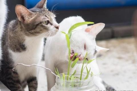 猫不停空咀嚼，是口腔问题还是肠胃疾病？