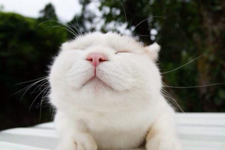 猫尿血多久会死？兽医怎么说？