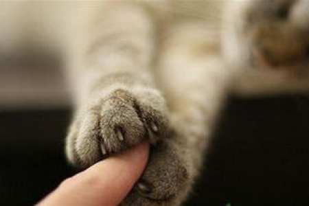 被猫抓伤十天，猫没异常，该不该打狂犬疫苗？