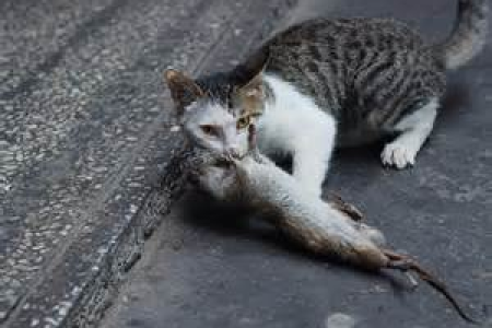 发现猫咪吃了老鼠药，兽医建议的急救和治疗方法