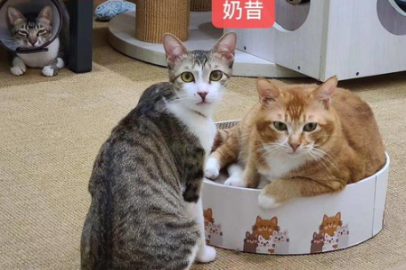 猫咪传腹，需不需要将其他猫隔离起来？