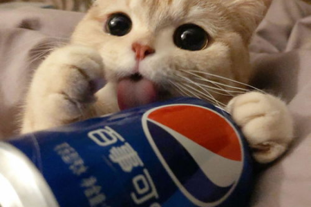 超可爱橘猫沙梨是什么品种猫？带你了解！